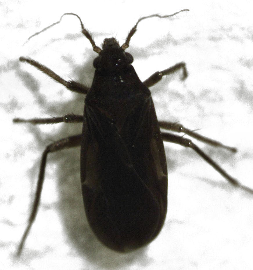 Ceratocombus