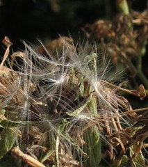 Lactuca quercina