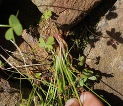 Oxalis pes-caprae pes-caprae