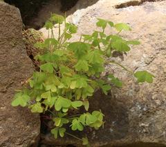 Oxalis pes-caprae pes-caprae