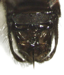 Ceratocombus aotearoae