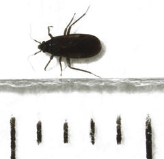 Ceratocombus aotearoae