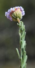 Felicia muricata muricata