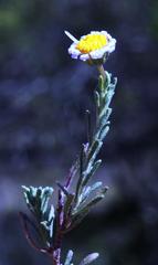 Felicia muricata muricata