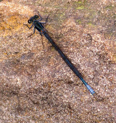 Pseudagrion furcigerum
