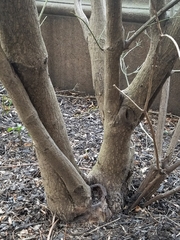 Euonymus europaeus
