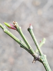 Euonymus europaeus