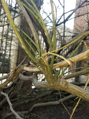 Euonymus europaeus