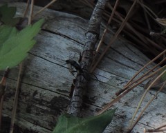 Camponotus vagus
