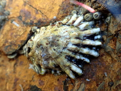 Siphonaria australis