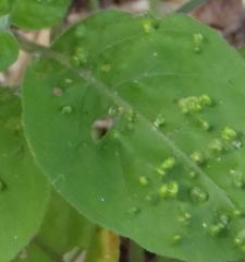 Aceria forskaoliae