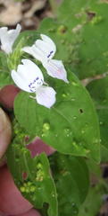 Aceria forskaoliae