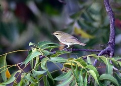 Phylloscopus trochiloides