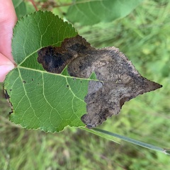 Paraleucoptera albella