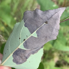 Paraleucoptera albella