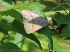 Scotopteryx