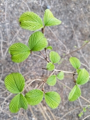 Viburnum sieboldii