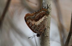 Charaxes andara