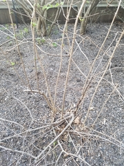 Viburnum sieboldii