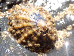 Cellana ornata