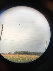Falco sparverius sparverius