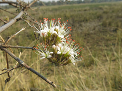 Combretum mossambicense