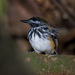 Dot-backed Antbird - Photo (c) Cláudio Dias Timm, some rights reserved (CC BY-NC-SA)
