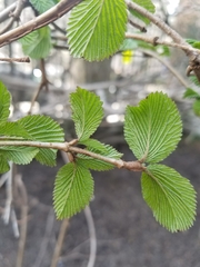 Viburnum sieboldii