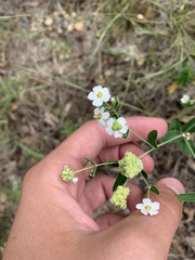 Aculops euphorbicolus