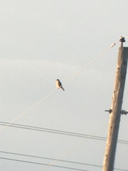 Falco sparverius sparverius