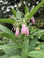 Symphytum officinale