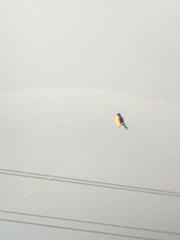 Falco sparverius sparverius