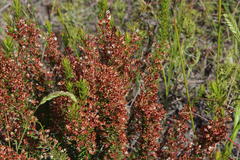 Erica rubiginosa