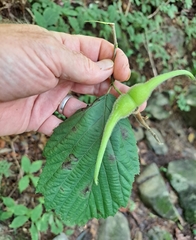 Corylus sieboldiana