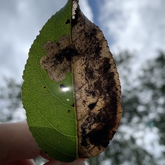 Paraleucoptera albella