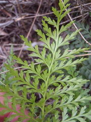 Asplenium adiantum-nigrum solidum