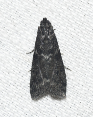 Pyla fusca