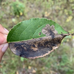 Paraleucoptera albella