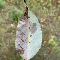 Paraleucoptera albella