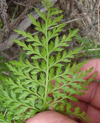 Asplenium adiantum-nigrum solidum