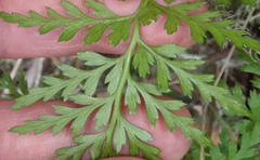 Asplenium adiantum-nigrum solidum