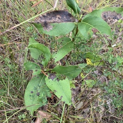 Paraleucoptera albella