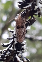 Epinotia brunnichana