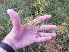 Peucedanum alsaticum
