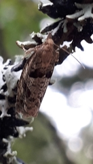 Epinotia brunnichana