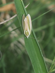 Earias vittella