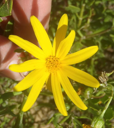 Osteospermum moniliferum