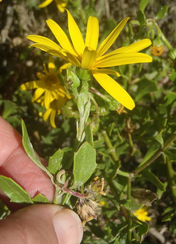 Osteospermum moniliferum