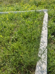 Asparagus verticillatus