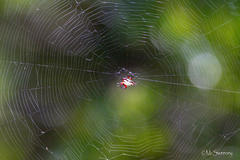 Gasteracantha sanguinolenta
